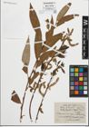 Foto von Salix fragilis L.